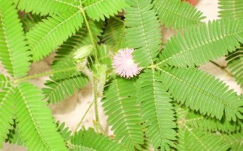 關(guān)于含羞草的作文300字