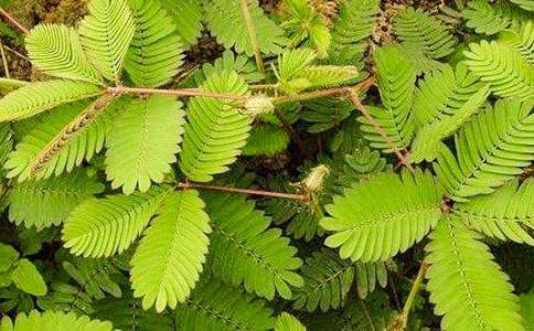 觀察含羞草的日記合集15篇