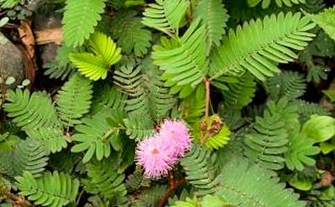 含羞草小學(xué)觀察日記