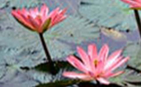 ���ɻ����̌W(xu��)�O(sh��)Ӌ�c��˼