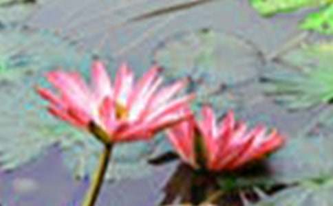 《荷花》的第一課時(shí)教學(xué)設(shè)計(jì)