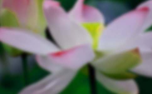 【實(shí)用】荷花作文300字8篇