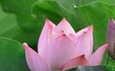 ���ɻ�����(y��u)��̰�����