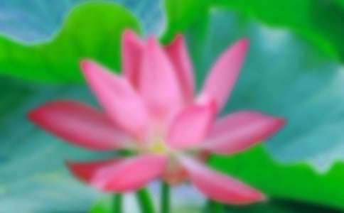 托物言志的作文荷花