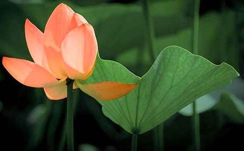 荷花開的中班美術教案設計