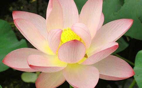 描寫荷花的作文8篇