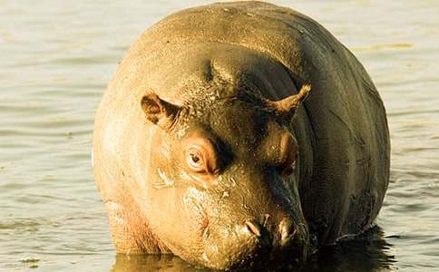 �����(y��u)����(d��ng)�̰�: ���R�w����