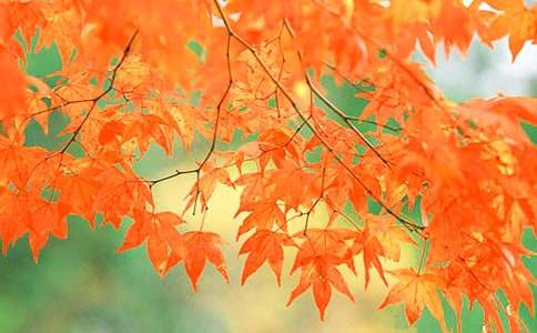 ��ɽ�ļt�~�̰�