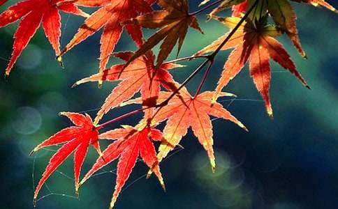 �茑(xi��)������ɽ�t�~������