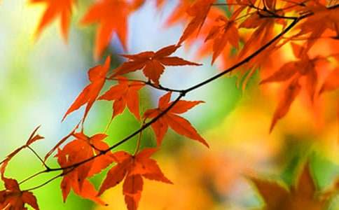 ����t�~�ȵ�����