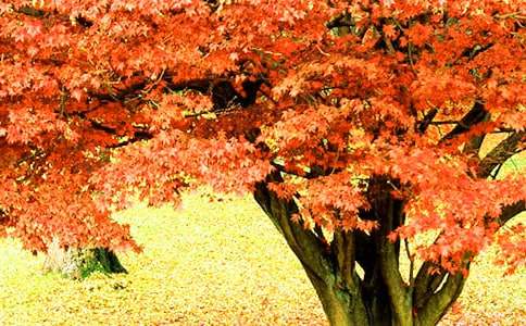 欣賞香山紅葉游記作文