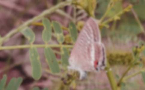 蝴蝶與蛹作文范文3篇