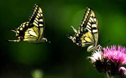 游戲捉蝴蝶教案