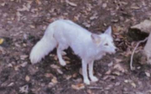 С���f�cС��؂����