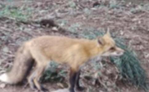 ����؂�͞��f�� �̰�