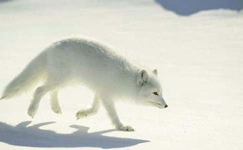 狼和狐貍的故事