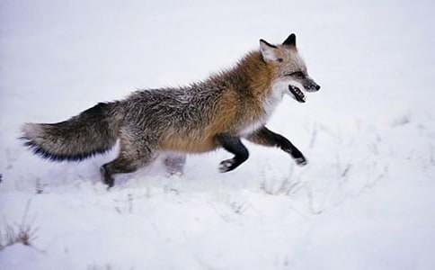 【精華】貪吃的狐貍作文3篇