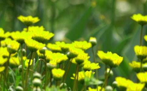 開在記憶中花朵作文