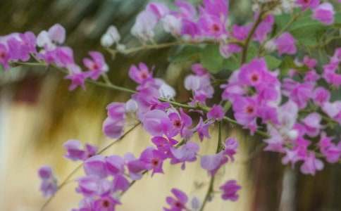 陽光下的花朵作文700字