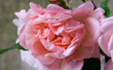 記憶是花朵作文