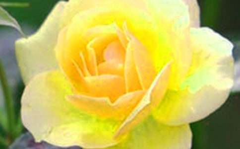 青春最美的花朵作文