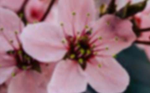 《花朵》最新的教學設計