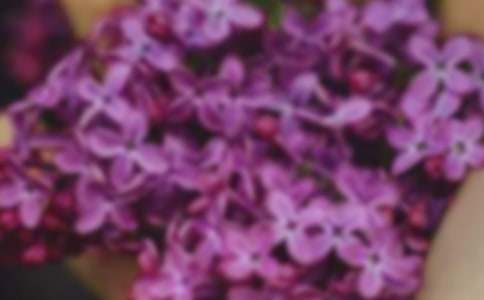 開在記憶中的花朵