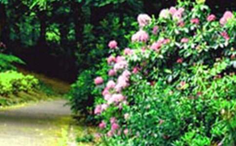 《小兔的花園》的教案