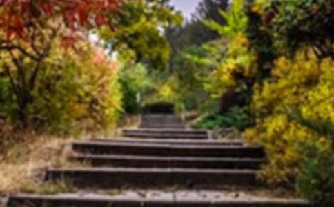 美麗的小花園_小花園作文