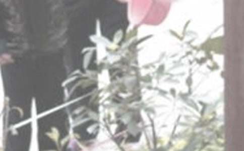 澆花作文600字五篇