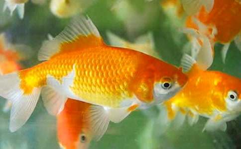 �����x�O��ͽ��~�Ĺ��½̰�