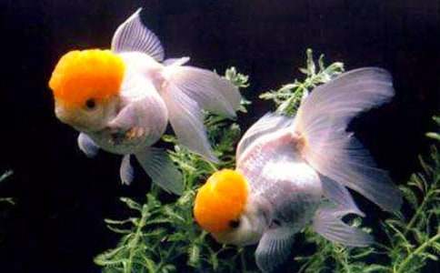 �������PS�ھG�}��ƿ�кϳ�һ�lС���~