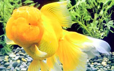 觀察金魚300字作文