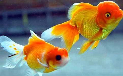 人教版五年級下冊《漁夫和金魚的故事》教學(xué)設(shè)計(jì)