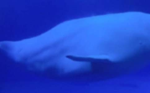 有關(guān)鯨魚作文300字三篇