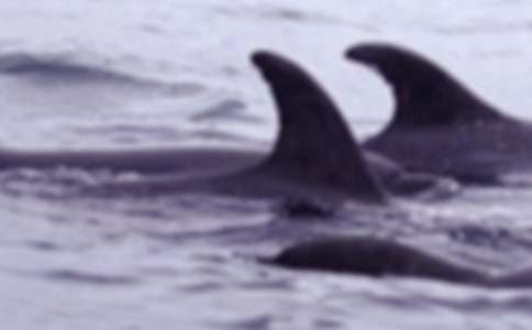 鯨魚作文400字(精選37篇)