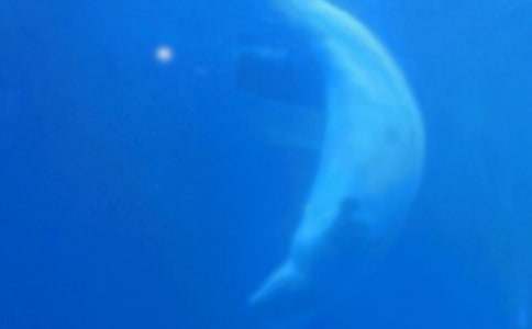 鯨魚島樂隊新歌《I Lost You》歌詞