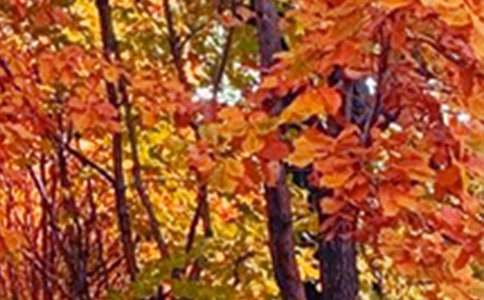 �茑���@��ɫ����