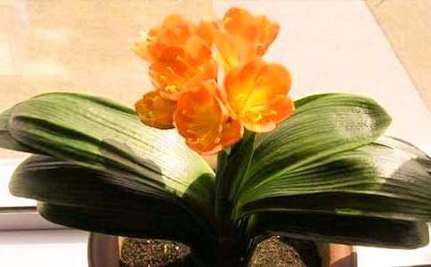 һ�������ľ����m����600��