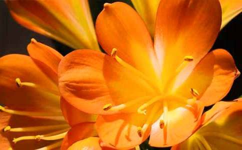 ����ϲ�g�ľ����m��ֲ������