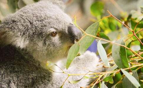 可愛的考拉作文400字