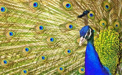 �ҼҵĿ�ȸ�~���ģ�ͨ��33ƪ��