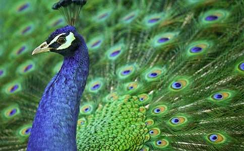 ����ȸ�|���w���ă�(y��u)��̰��O(sh��)Ӌ(j��)