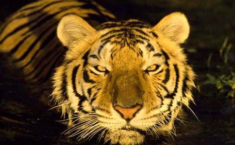 描寫老虎外貌的作文150字(通用37篇)