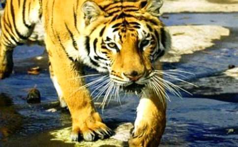 【精品】老虎作文300字10篇