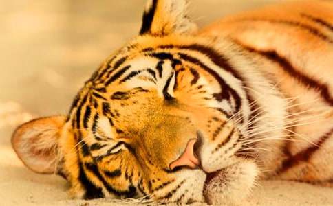 С���Α��ϻ����̰���˼