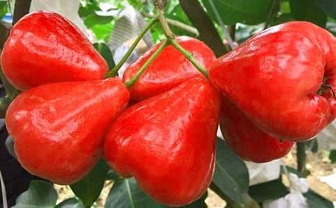 林清玄作品《青蓮霧》原文賞讀