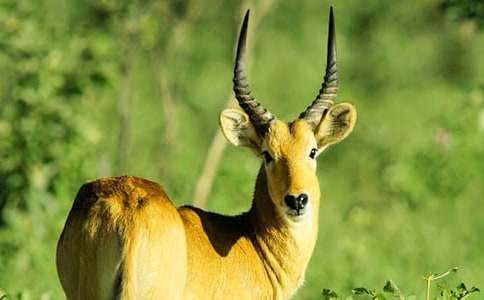 ������ľ�񡷽̰��O(sh��)Ӌ(j��)