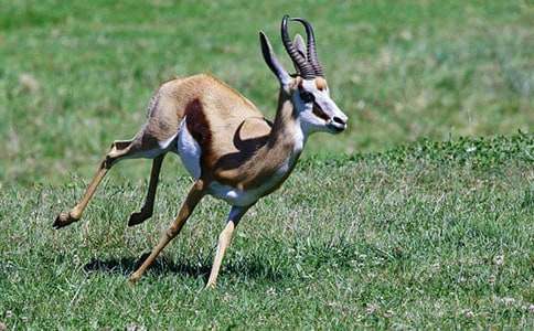 藏羚羊的跪拜感悟作文(通用24篇)