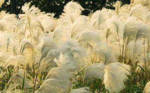 ���l(xi��ng)���JȔ����